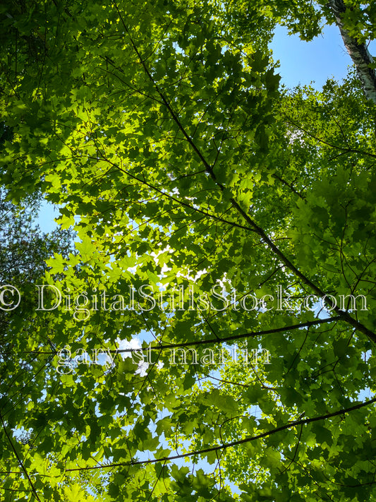 Branches Into the Sky, digital Grand Marais