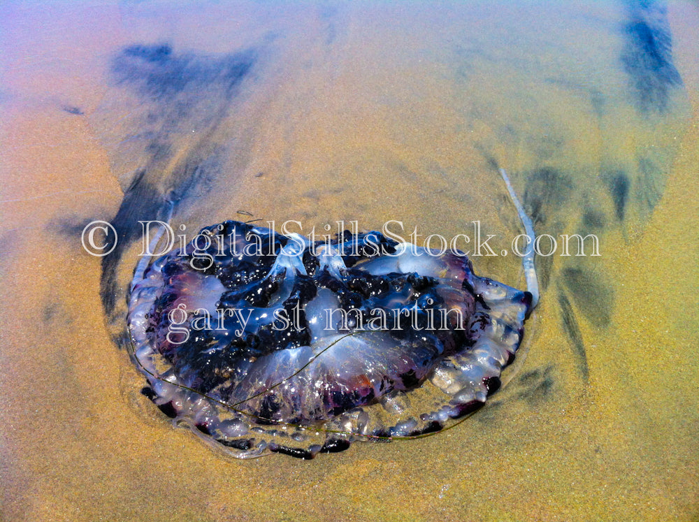 A Jellyfish on the Beach - Sunset , digital sunset