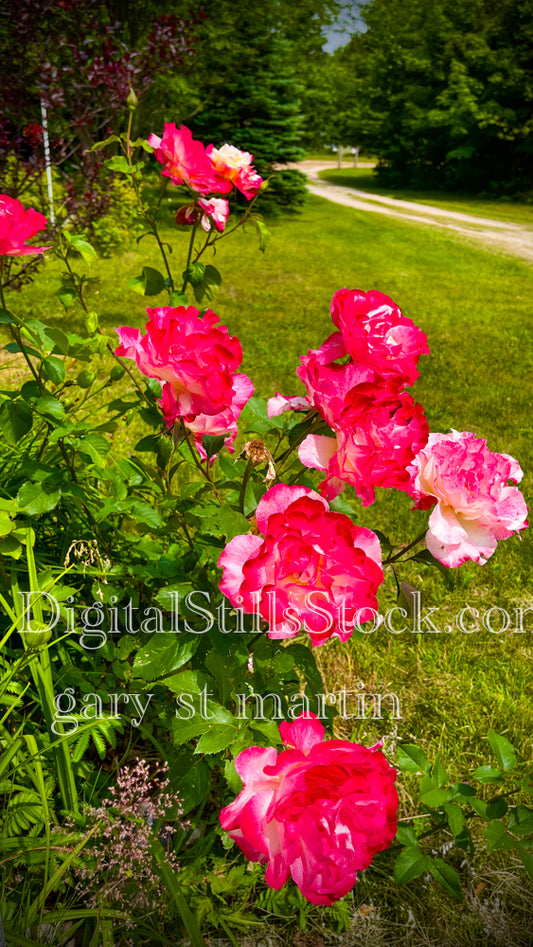 Group of pink roses, digital grand marais
