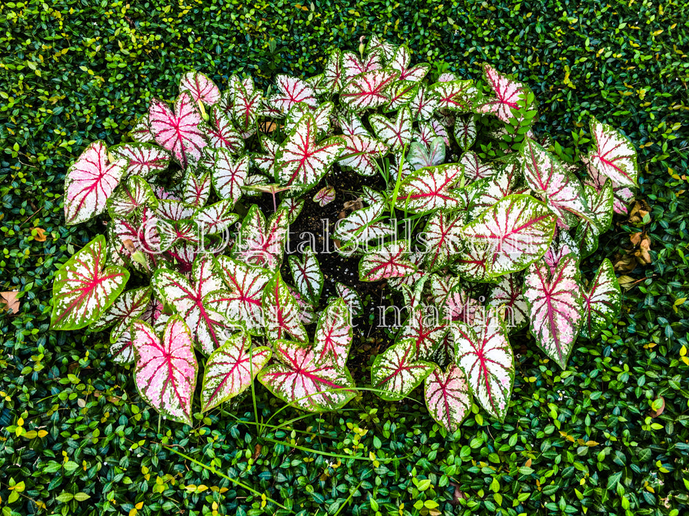 Caladiums, New Orleans, Digital