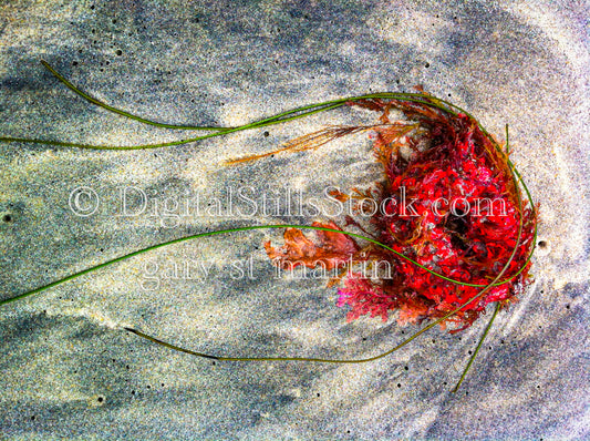 Red Coral on the Beach - Sunset, digital sunset