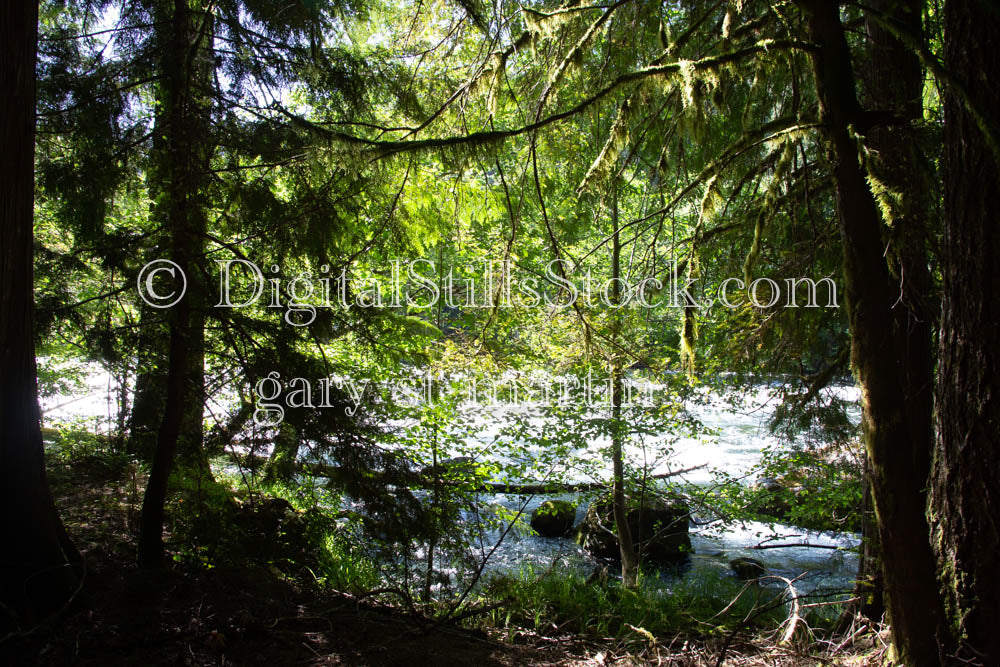 McKenzie River Edge Oregon 