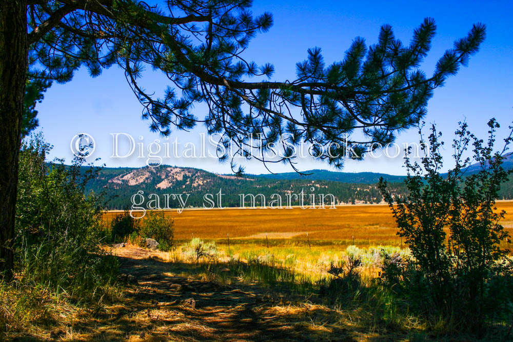 In the Shade of a Curved Branch in Oregon, analog, color Oregon