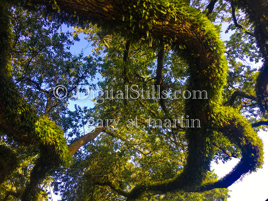 Winding Oak yielding Blue Sky, New Orleans, Digital