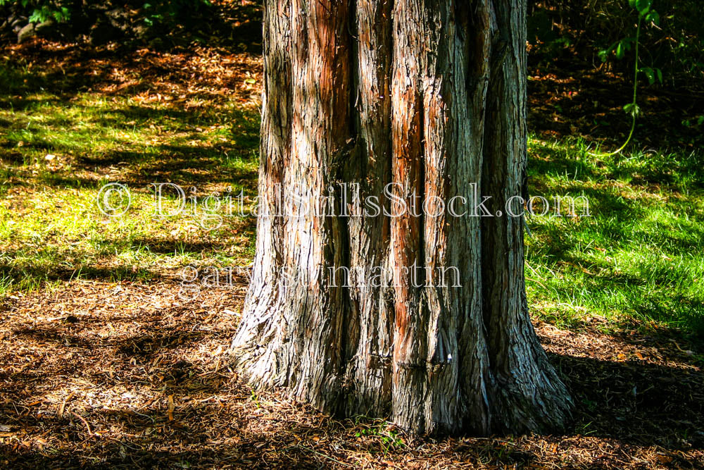 Large Growth Tree Trunk, Digital, Oregon