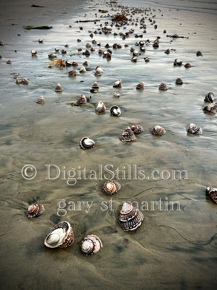 Follow the path of shells, digital sunset