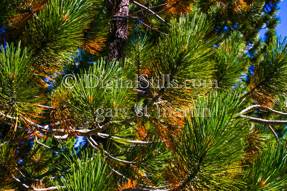 Close up of a pine tree, Lassen Volcanic National Park, CA, Digital, California, Lassen