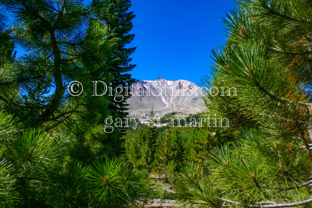 Pine Trees & Lassen Volcanic National Park, CA, Digital, California, Lassen