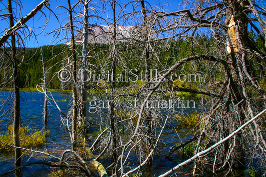 Dead Pine Trees By Lake Lassen Volcanic National Park, CA, Digital, California, Lassen