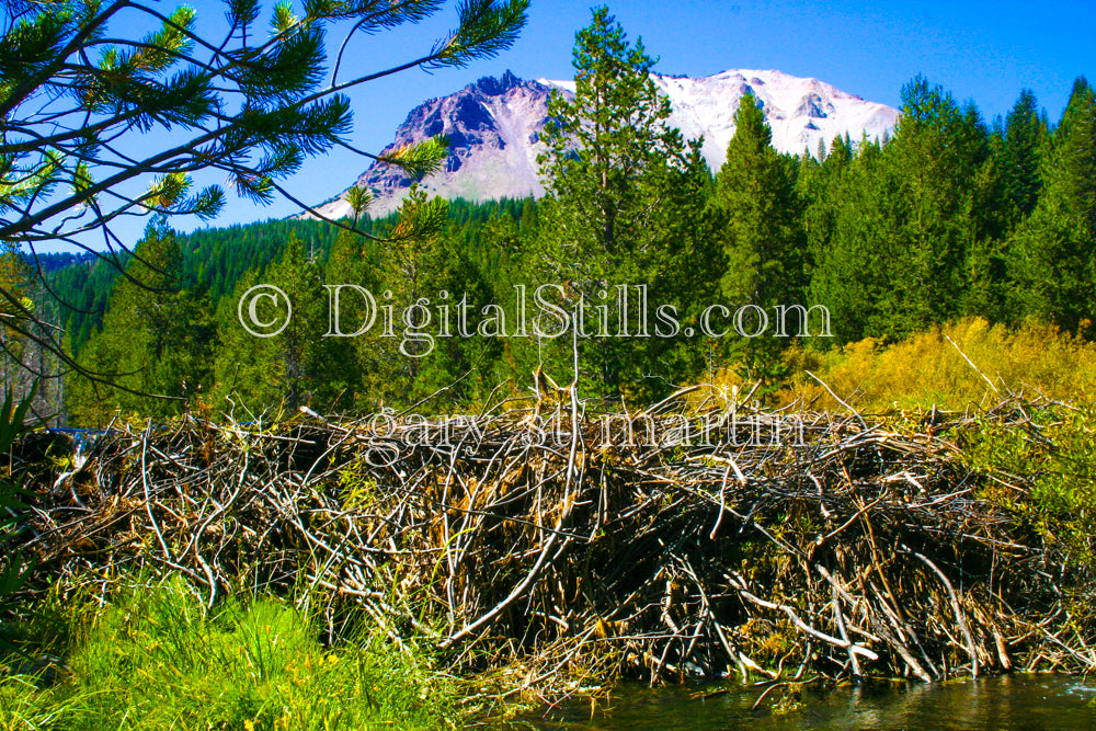 Beaver Dam In Lassen Volcanic National Park, CA, Digital, California, Lassen