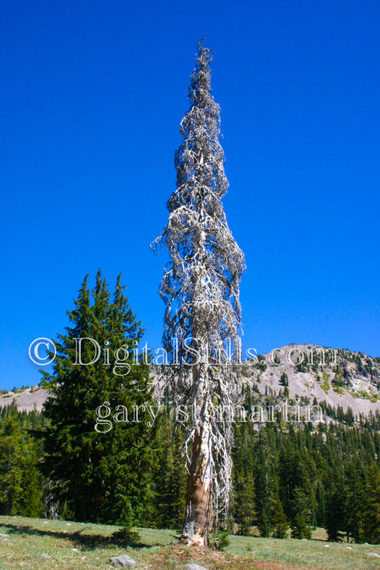 Dead Standing Tree In Lassen Volcanic National Park, CA, Digital, California, Lassen