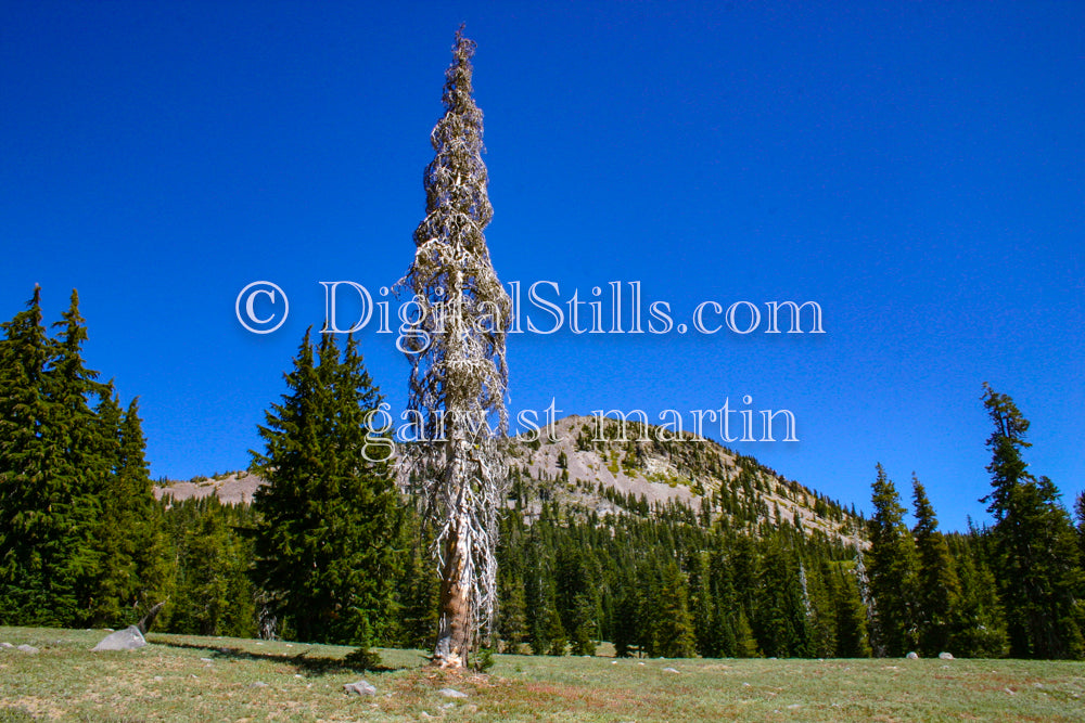 Side View Of Dead Standing Tree In Lassen Volcanic National Park, CA, Digital, California, Lassen