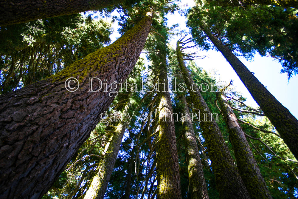 The Bending Woods Of Lassen Volcanic National Park, CA V3, Digital, California, Lassen