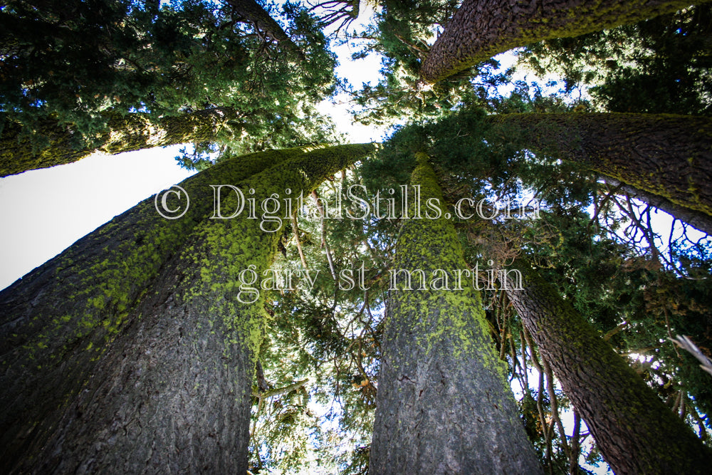 The Bending Woods Of Lassen Volcanic National Park, CA, Digital, California, Lassen