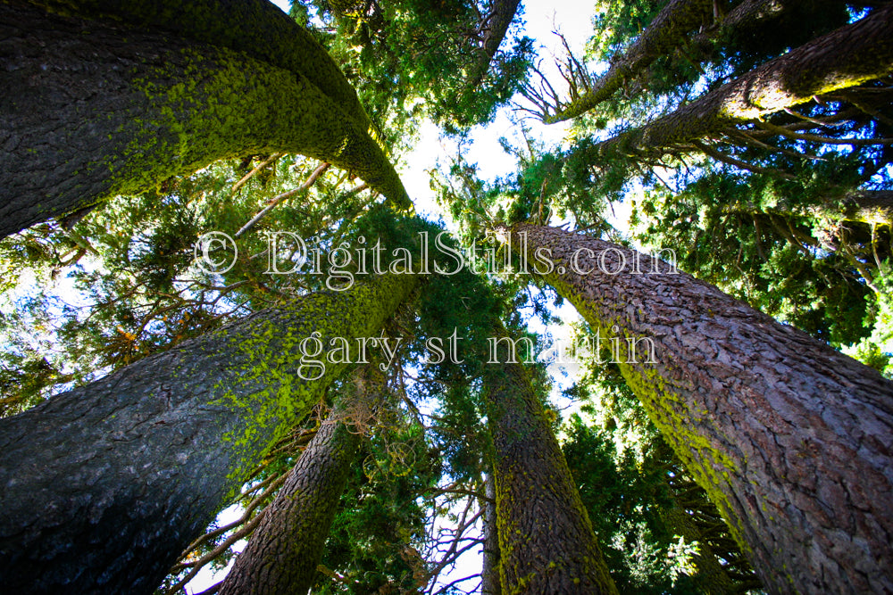 The Bending Woods Of Lassen Volcanic National Park, CA V2, Digital, California, Lassen