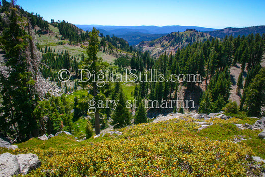 Pine Trees In Lassen Volcanic National Park, CA, Digital, California, Lassen