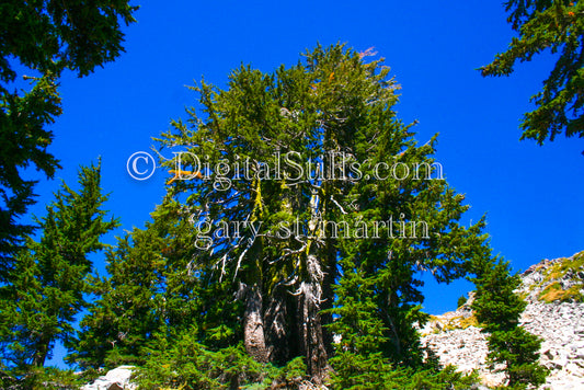 Big Green Pine Trees Lassen Volcanic National Park, CA, Digital, California, Lassen