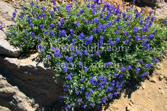 Purple Flowers Lassen Volcanic National Park, CADigital, California, Lassen