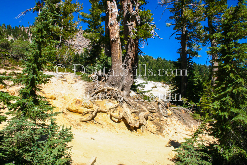 Tree Roots Lassen Volcanic National Park, CA Digital, California, Lassen