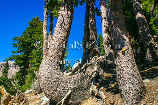 U Shaped Tree In Lassen Volcanic National Park, CA Digital, California, Lassen