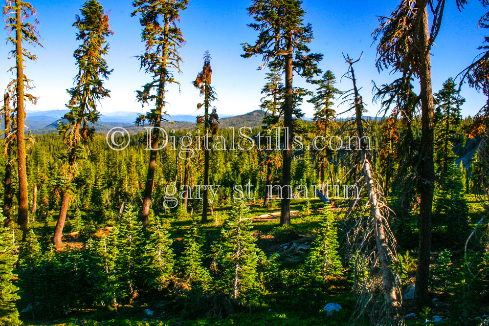 Sun Setting In The Woods Lassen Volcanic National Park, CA V2Digital, California, Lassen