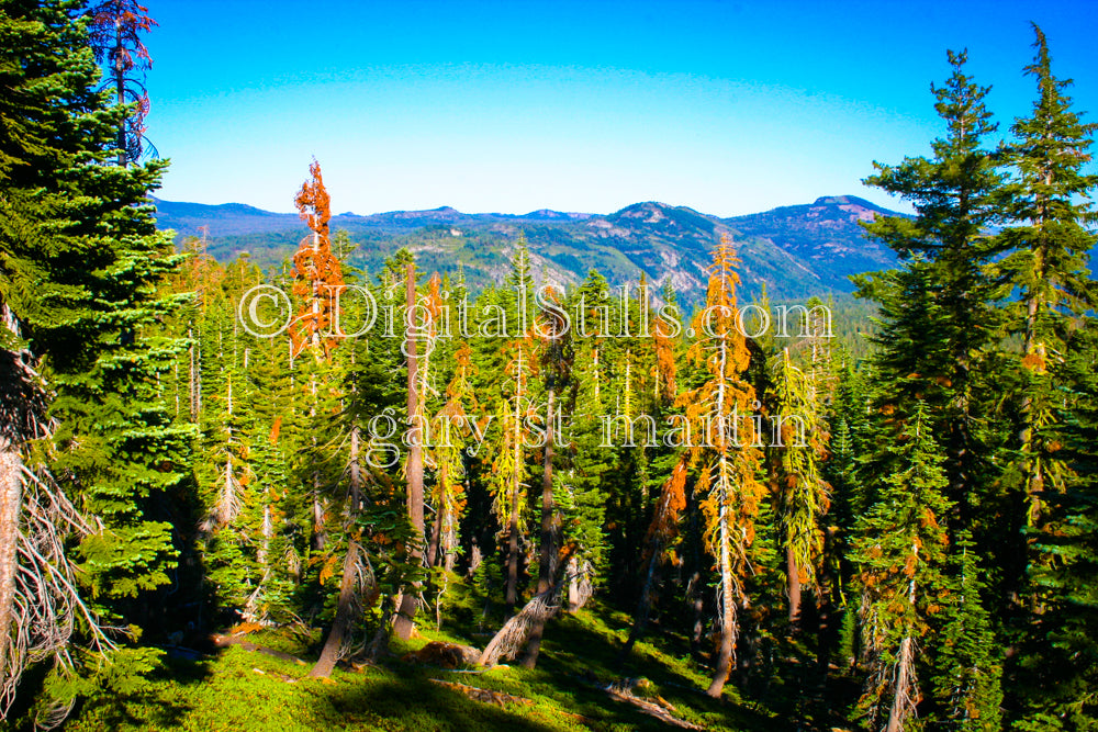 Woods Of Lassen Volcanic National Park, CA Digital, California, Lassen