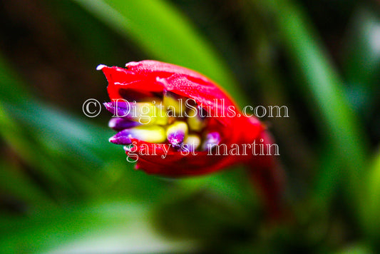 Billbergia Plant Red Leaves 