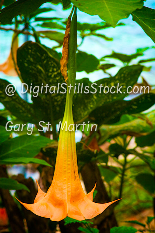 Datura Single, Yelapa, Mexico, digital