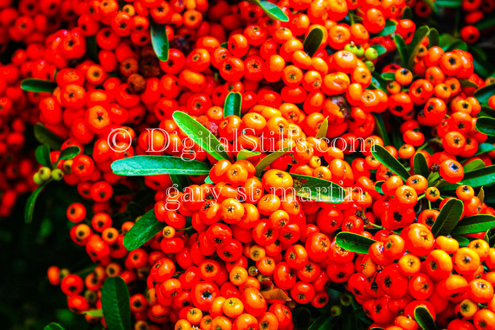 Orange Berry Pods Digital, Scenery, Flowers