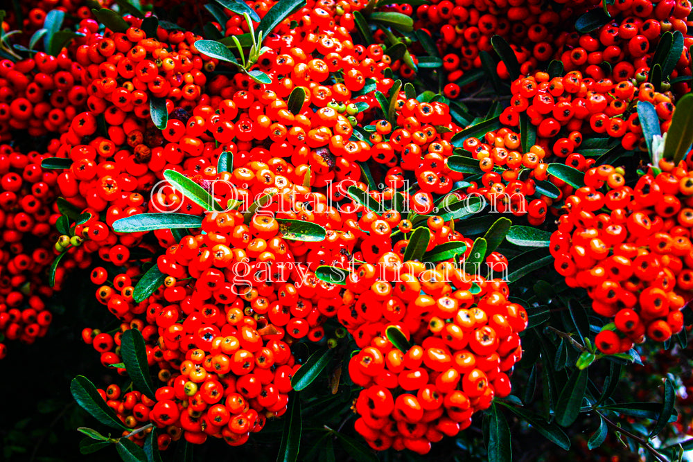 Orange Berry Pods V2 Digital, Scenery, Flowers