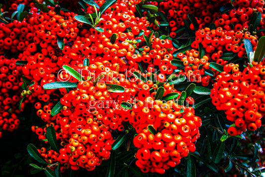 Orange Berry Pods V2 Digital, Scenery, Flowers