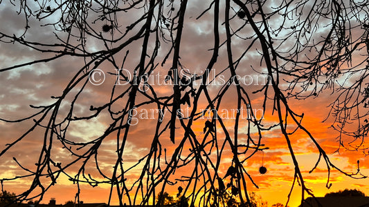 Trees Adorned by Sunset Hues, digital sunset