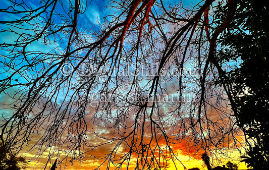 Trees Framed by Sunset, digital sunset