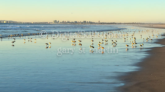 Beach Birdwatching, digital sunset