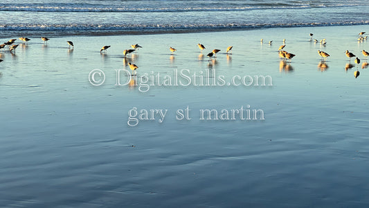  Birds Finding Peace by the Ocean, digital sunset