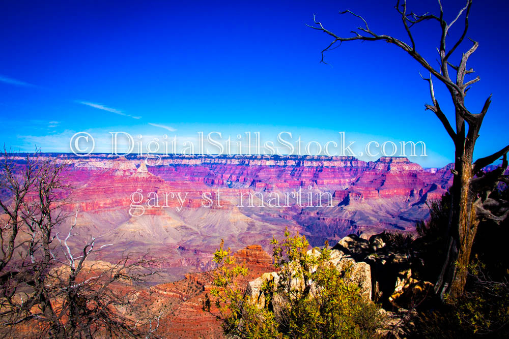 Wide View Foliage and Tree Foreground, Digital, Arizona, Grand Canyon