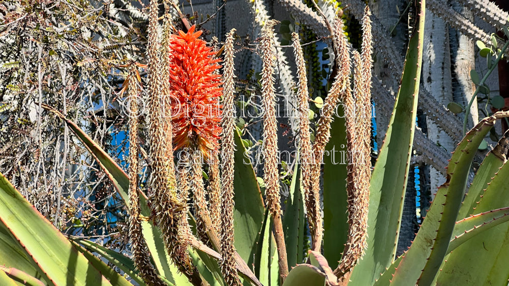 Aloe ×Principis Digital, Scenery, Flowers