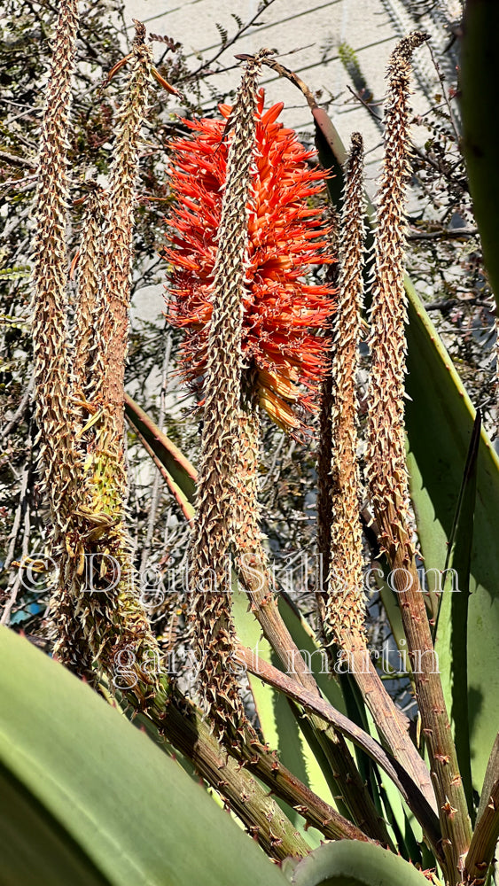 Aloe ×Principis V3 Digital, Scenery, Flowers