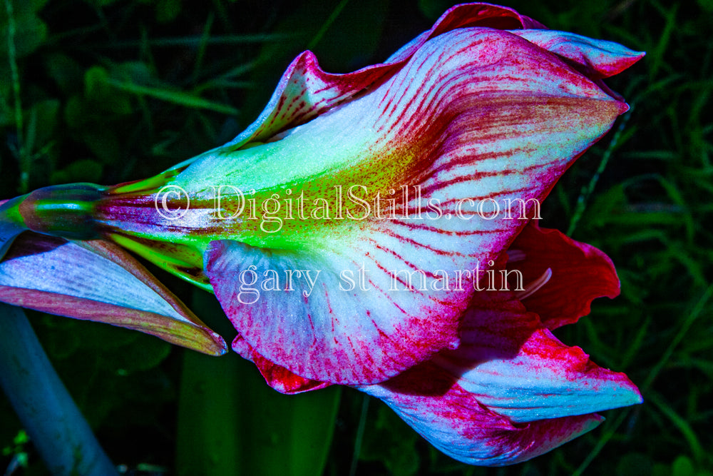 Multicolor Hippeastrum Digital, Scenery, Flowers