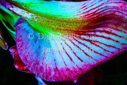 Digital, Scenery, Flowers Multicolor Hippeastrum Closeup V2