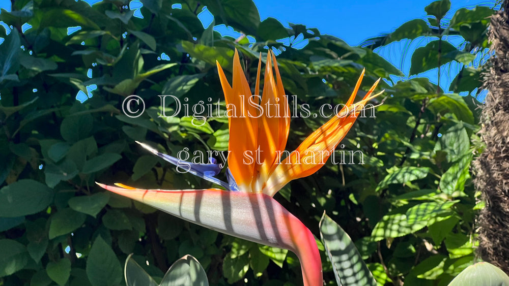 Tropical Orange Plant Digital, Scenery, Flowers