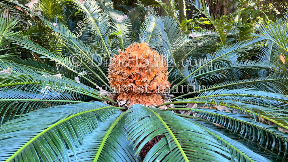 Sago palm Digital, Scenery, Flowers