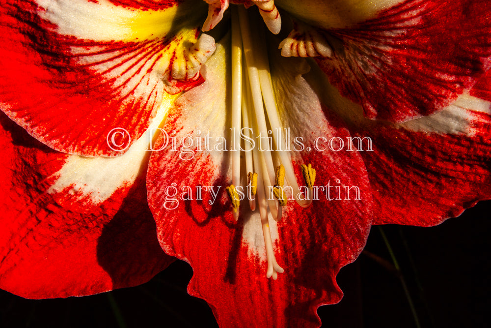 Red Hippeastrum Digital, Scenery, Flowers