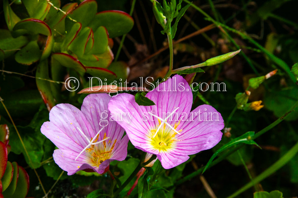 Two Small Pink Flowers Digital, Scenery, Flowers