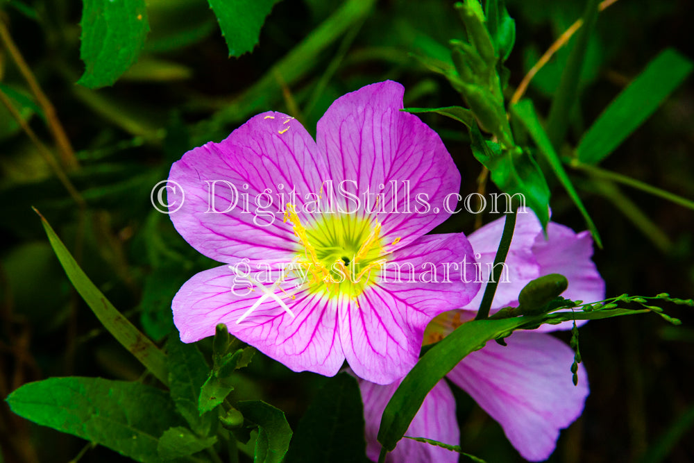 Two Small Pink Flowers V2 Digital, Scenery, Flowers