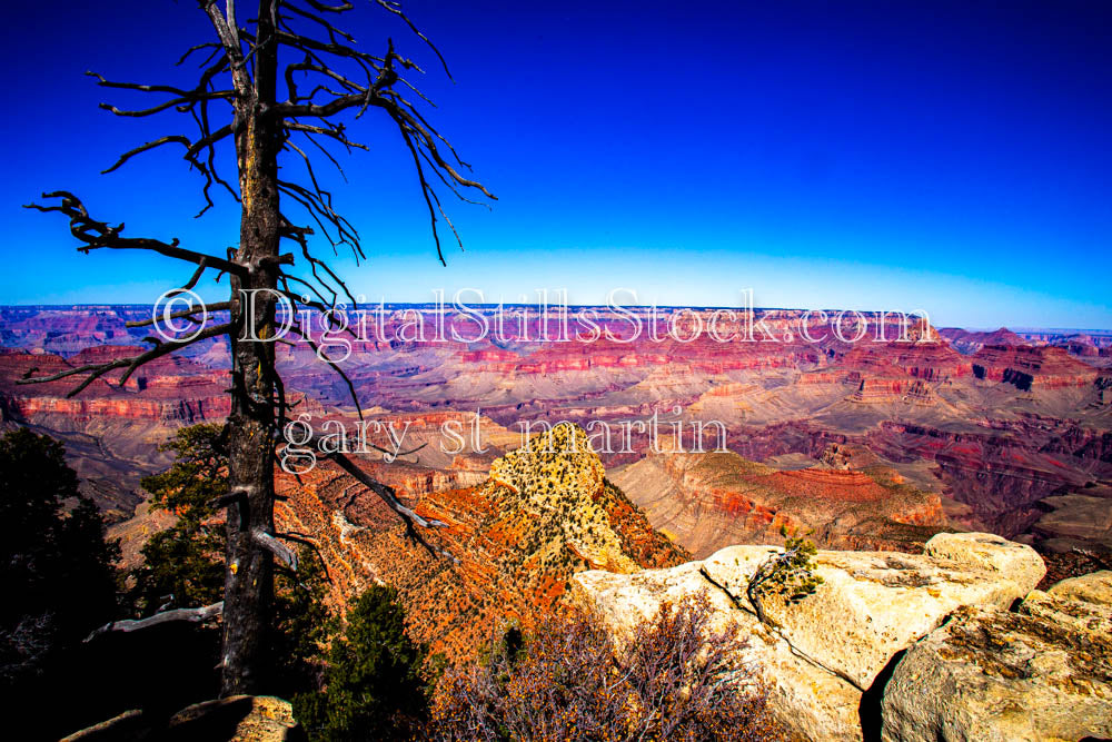 Wide Perspective, New and Old Growth Trees, Digital, Arizona, Grand Canyon