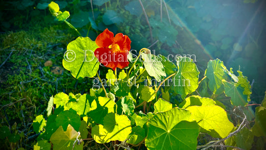 Garden Nasturtium Digital, Scenery, Flowers  