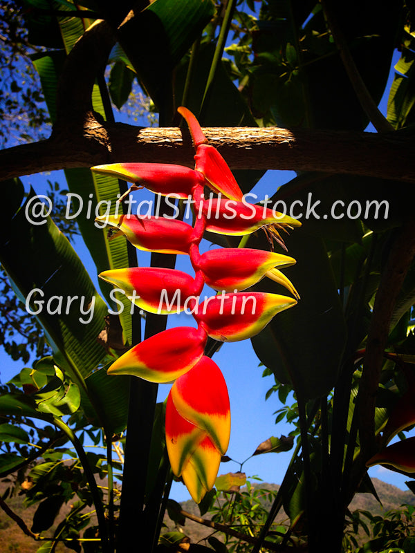 Hanging Lobster Claw Flower, Yelapa, Mexico, digital