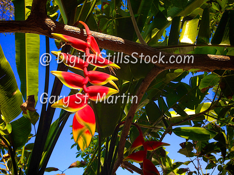 Hanging Lobster Claw Flower Side View, Yelapa, Mexico, digital