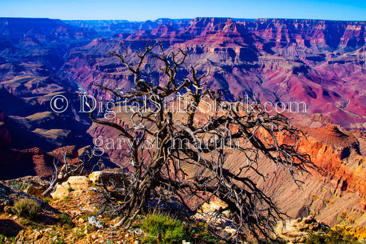 Dead Tree Foreground, Digital, Arizona, Grand Canyon